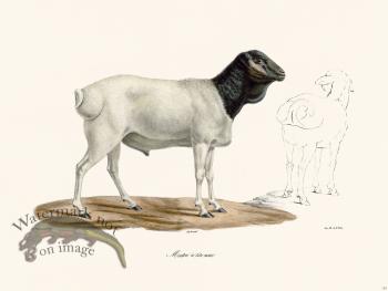 Cuvier 153 Blackheaded Sheep